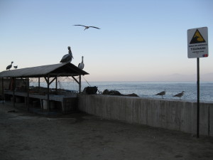 In Horcon: nice colours, birds and Tsunami infrastructure!